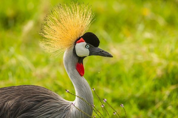 Africa-Tanzania-Ngorongoro Crater Crowned crane bird close-up